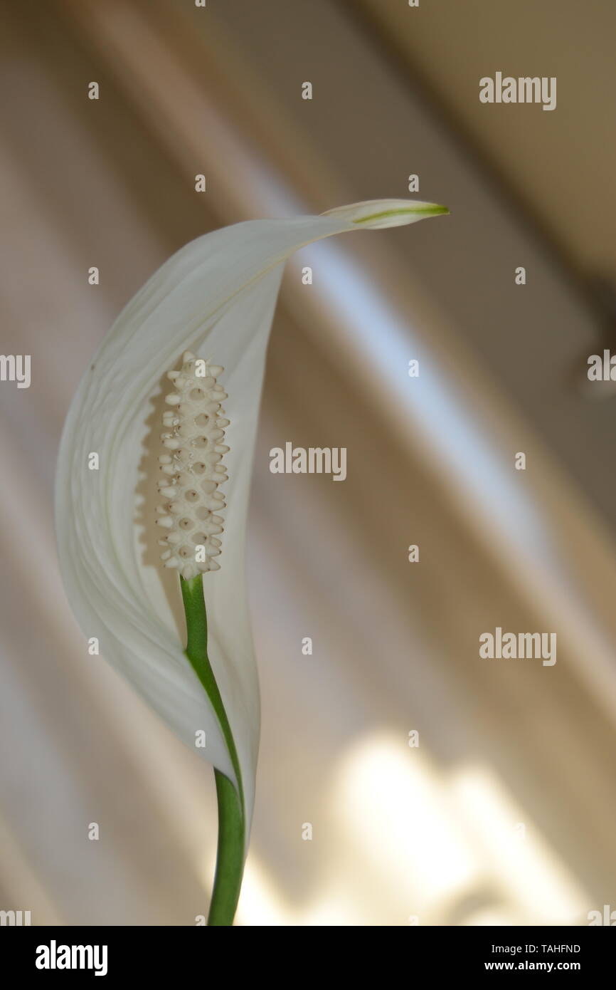 Fiore della testa di Cobra che mi ricordava la testa di un serpente cobra pronto a colpire la sua preda, dato che la forma del fiore può cambiare in qualsiasi momento, sono riuscito a catturare Foto Stock
