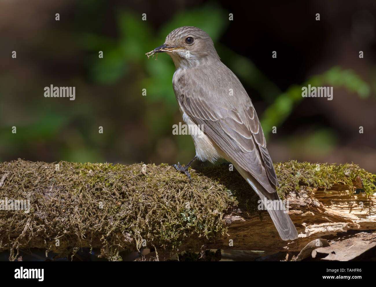Spotted Flycatcher siede sul grande ramo di muschio con un po' di ramoscello per nidificare in foresta scura Foto Stock