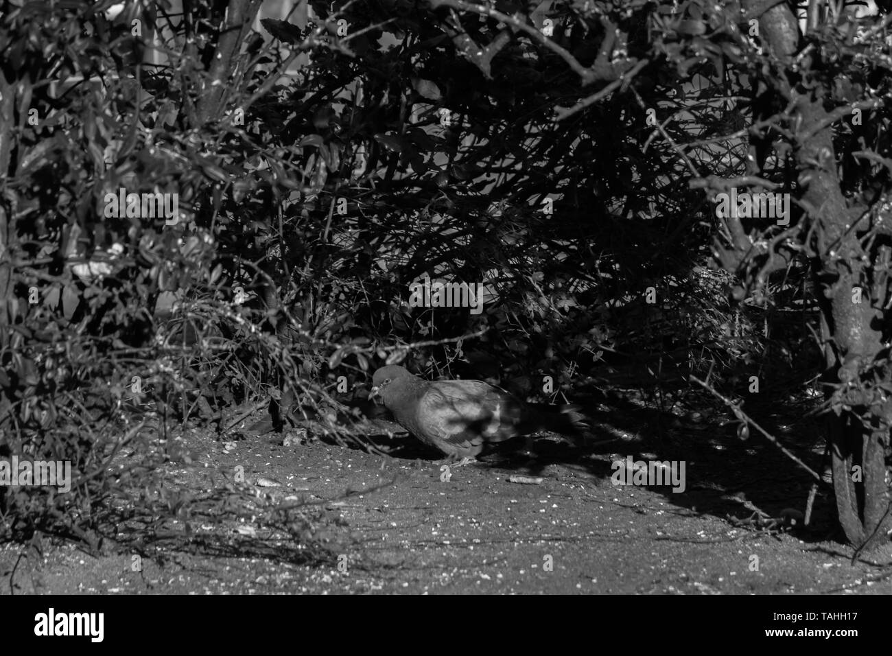 Un piccione cerca protezione in un arbusto in bianco e nero Foto Stock