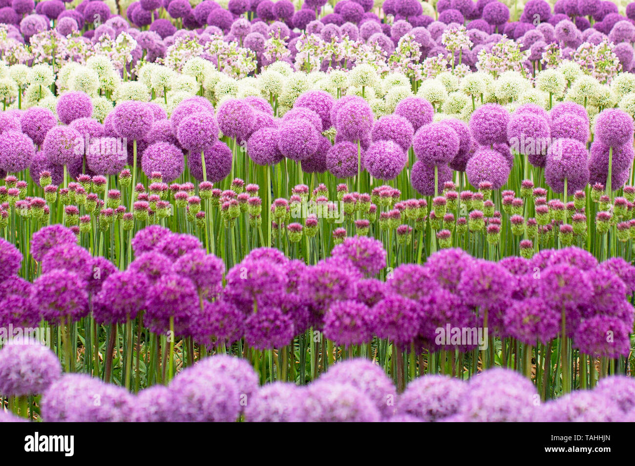 Alliums al Chelsea Flower Show 2019 Foto Stock