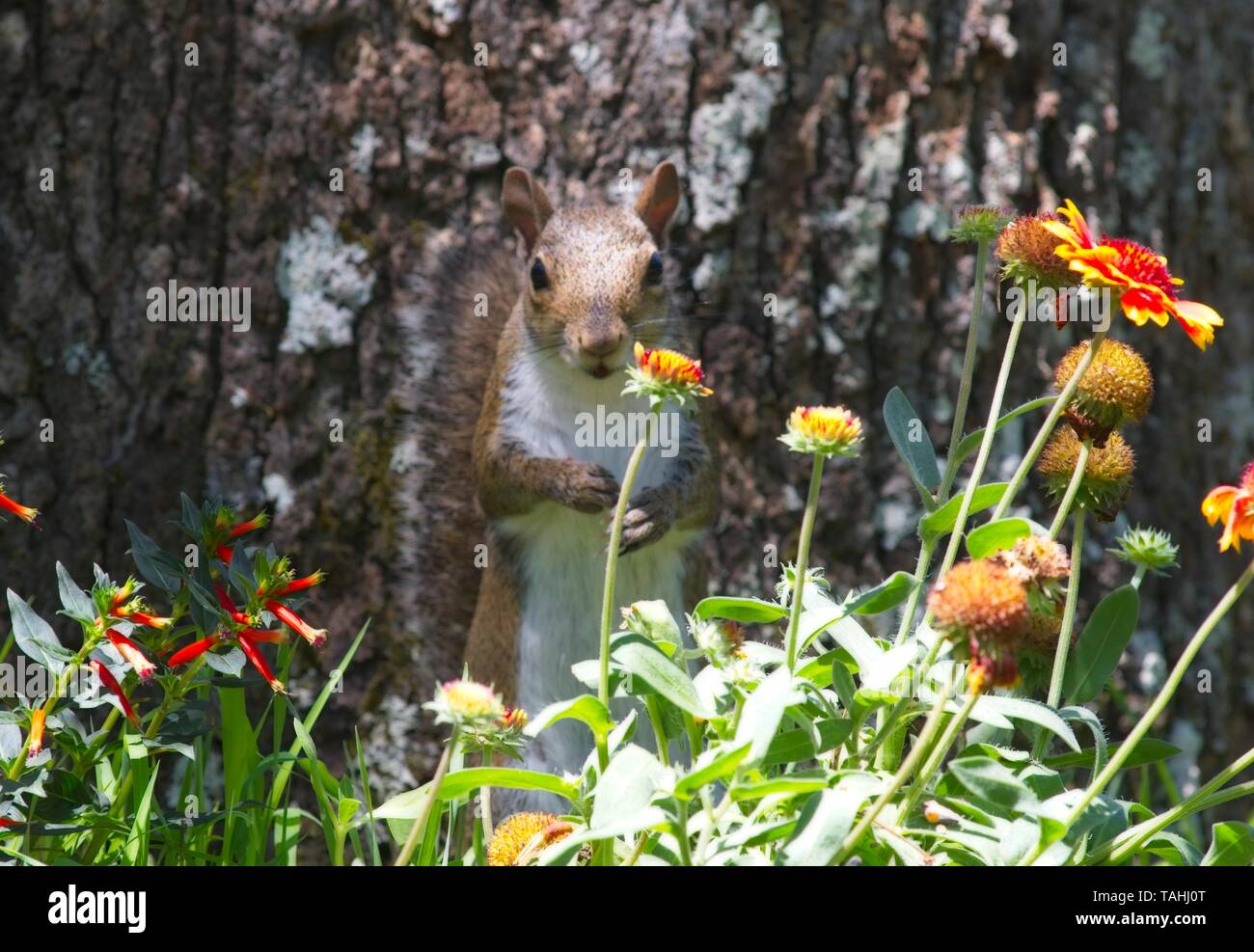 Scoiattolo carino in fiori Foto Stock