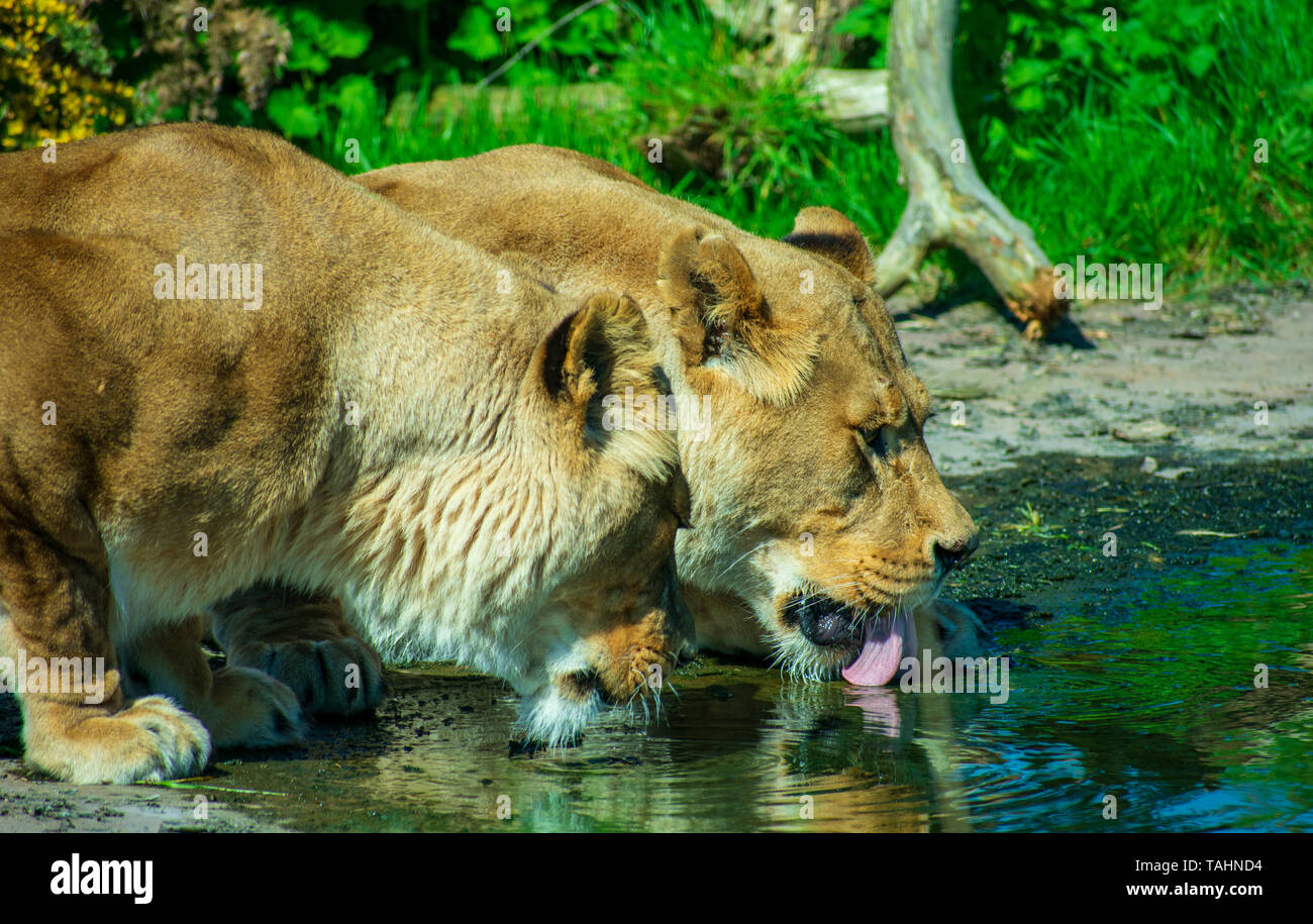 Due leoni acqua potabile in una calda giornata estiva Foto Stock