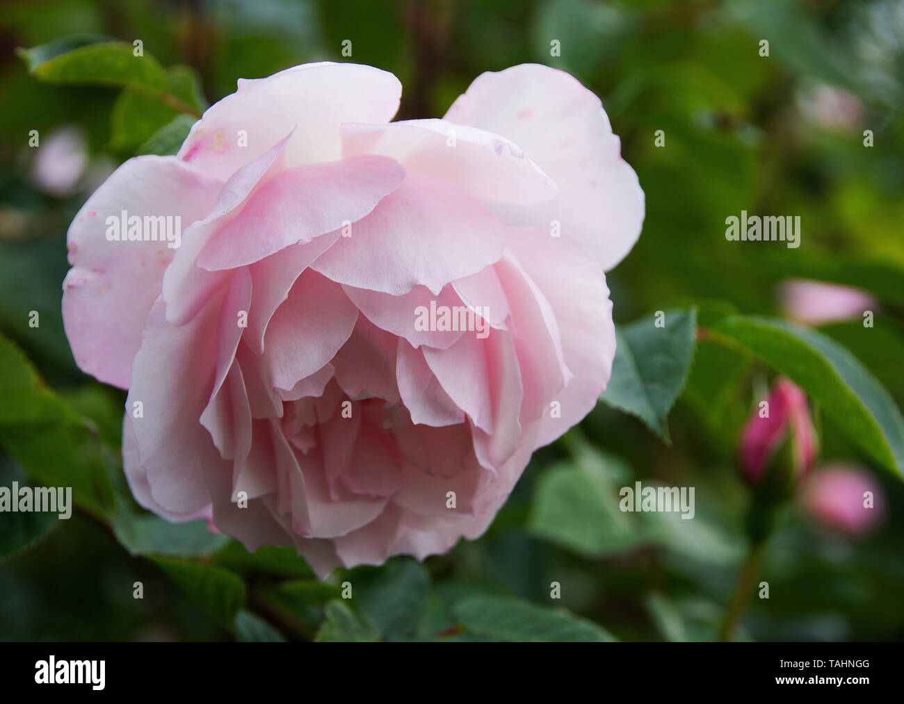 Rosa "generoso giardiniere" Foto Stock