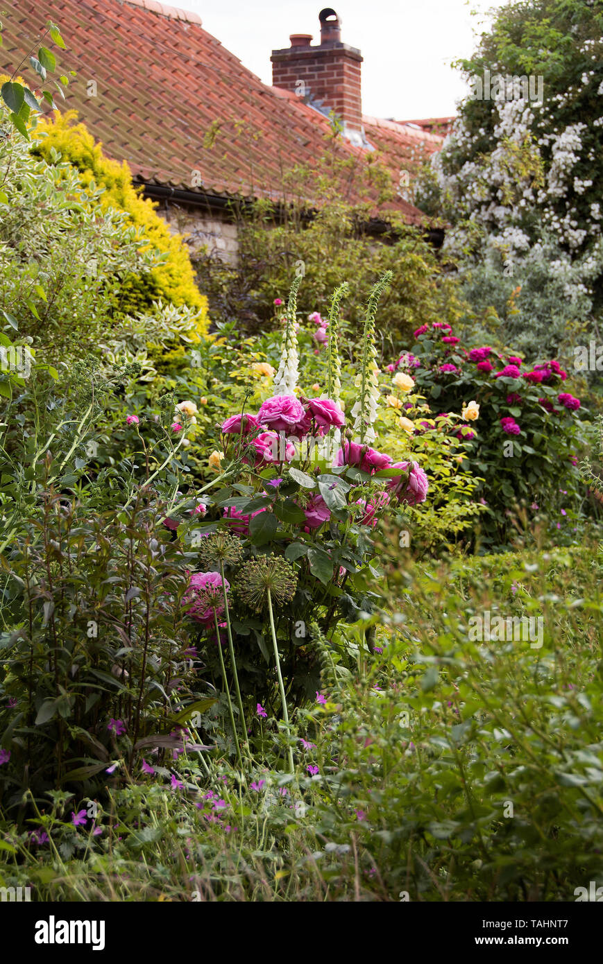 Rosa Gerturde Jekyll stelle in un giardino di NGS in poco Humby Foto Stock