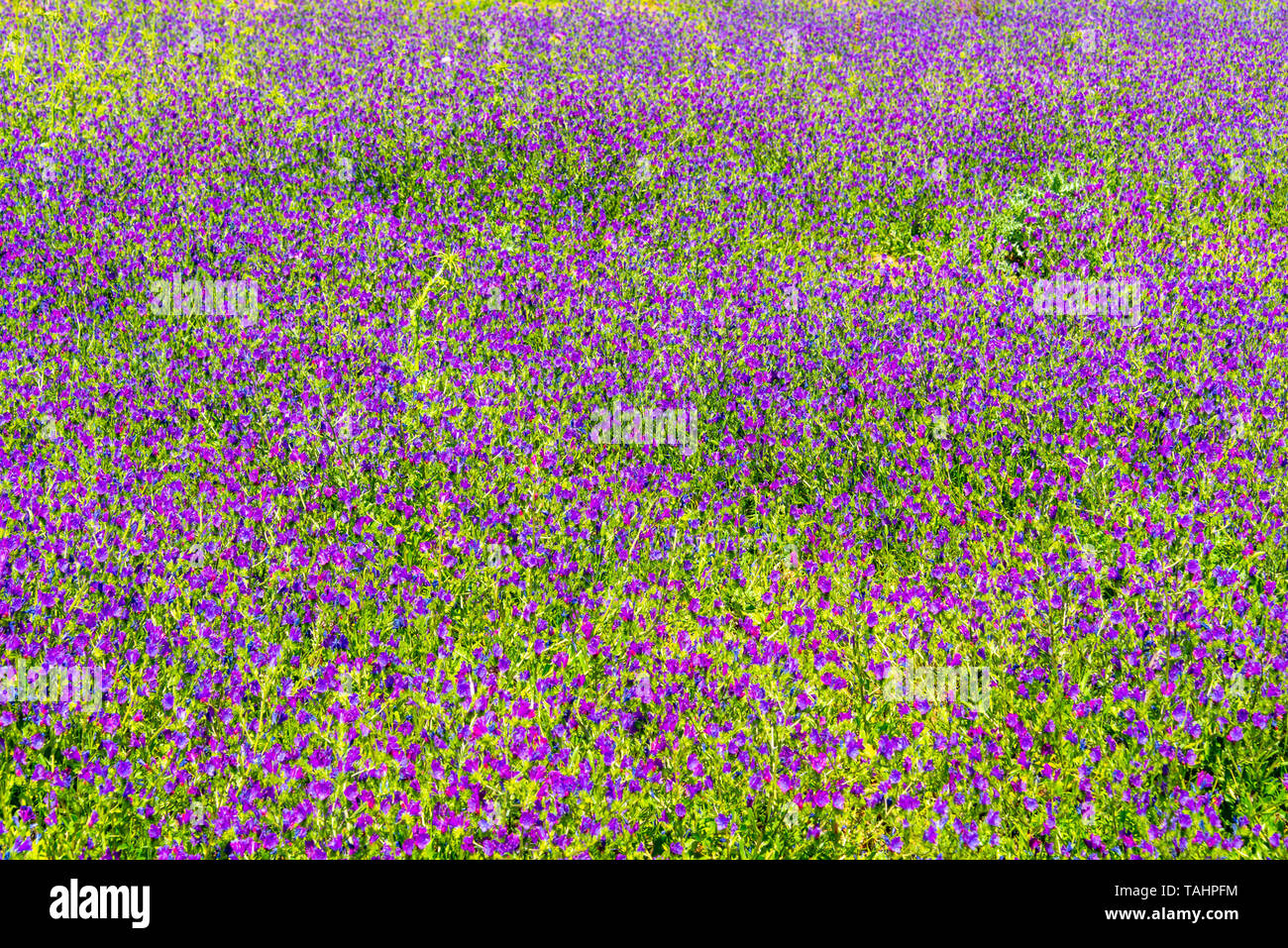 Campo di wild fiori viola Foto Stock