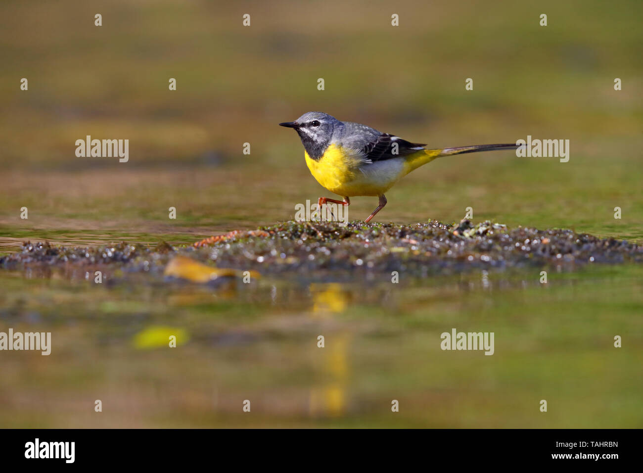 Un bel maschio adulto Wagtail grigio (Motacilla cinerea) in estate vicino a suo nido sul fiume Barle in Dulverton, Exmoor, Somerset, Inghilterra Foto Stock