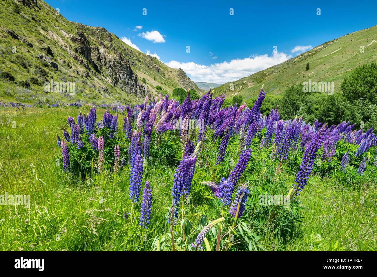 Grande Blu-lasciarono i lupini (Lupinus polyphyllus) nel paesaggio di montagna, Lindis Pass, Alpi del Sud, Otago, Isola del Sud, Nuova Zelanda Foto Stock