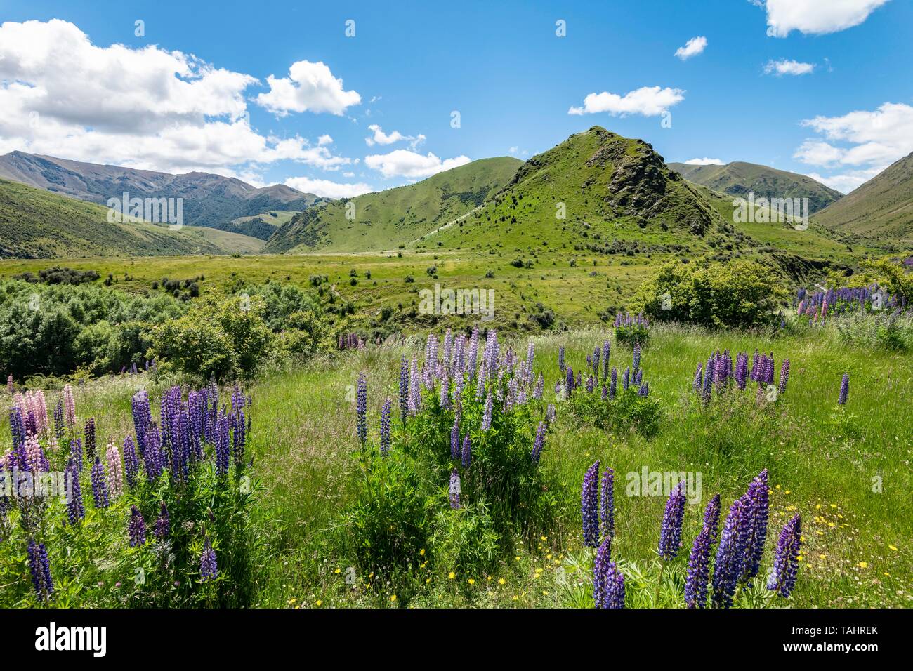 Grandi lasciarono i lupini (Lupinus polyphyllus) nel paesaggio di montagna, Lindis Pass, Alpi del Sud, Otago, Isola del Sud, Nuova Zelanda Foto Stock