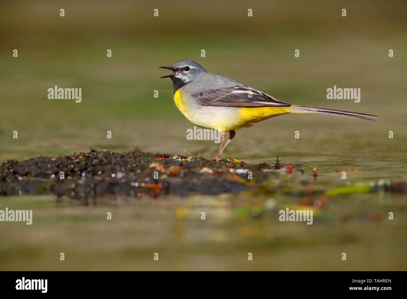 Un bel maschio adulto Wagtail grigio (Motacilla cinerea) in estate vicino a suo nido sul fiume Barle in Dulverton, Exmoor, Somerset, Inghilterra Foto Stock