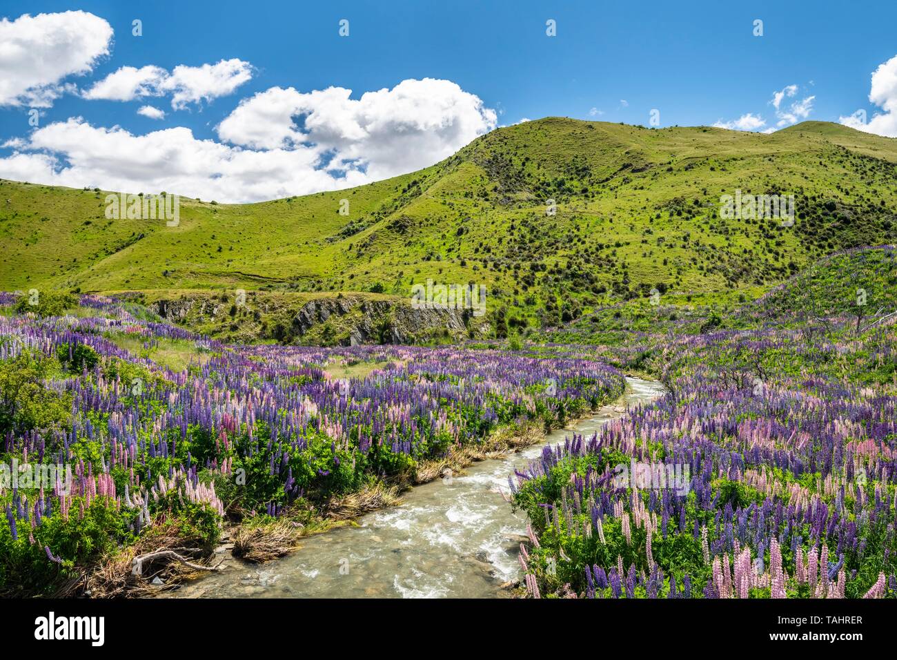 Grandi lasciarono i lupini (Lupinus polyphyllus) al piccolo ruscello, paesaggio di montagna, Lindis Pass, Alpi del Sud, Otago, Isola del Sud, Nuova Zelanda Foto Stock