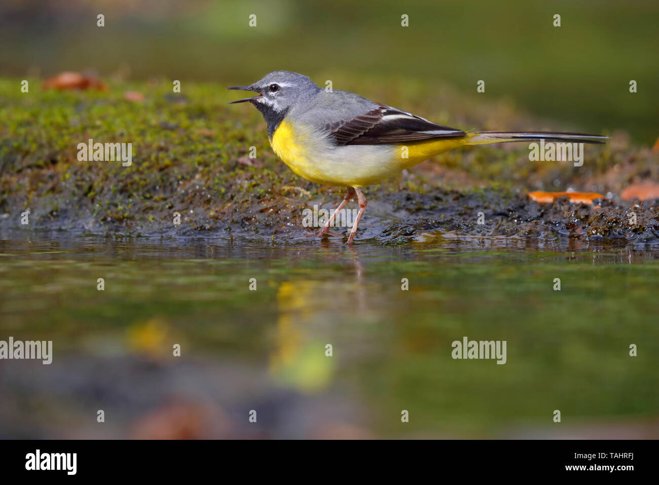 Un bel maschio adulto Wagtail grigio (Motacilla cinerea) in estate vicino a suo nido sul fiume Barle in Dulverton, Exmoor, Somerset, Inghilterra Foto Stock