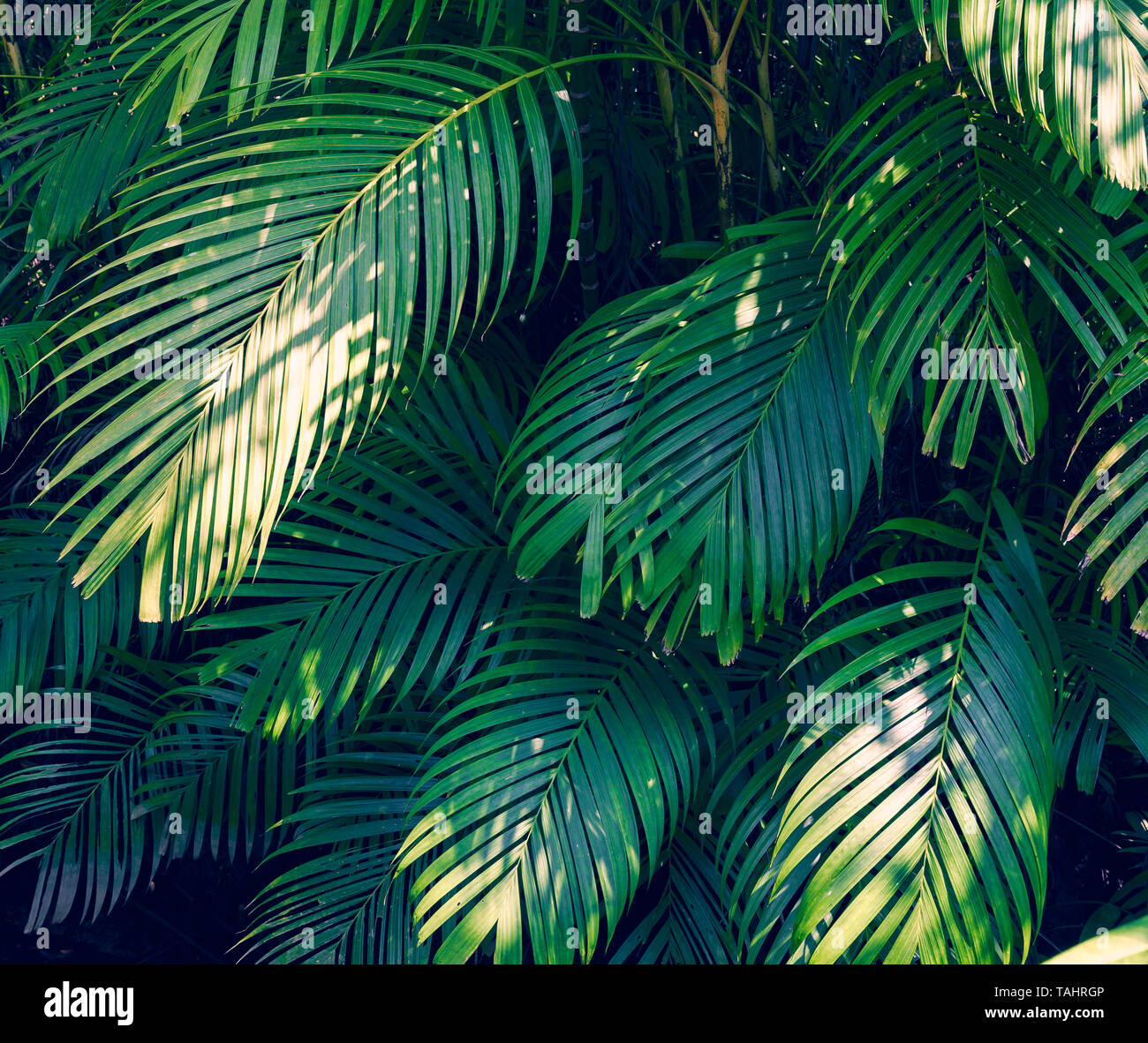 Estratto di foglie di palma foglie tropicali fiori colorati sul buio il fogliame tropicale natura sfondo blu scuro fogliame natura Foto Stock