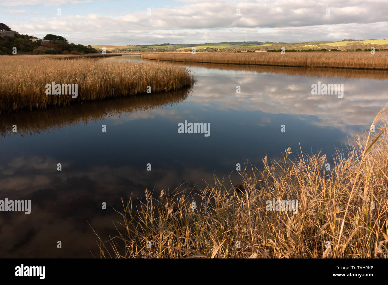 Fiume con colore dorato di erba a princetown wetland australia Foto Stock
