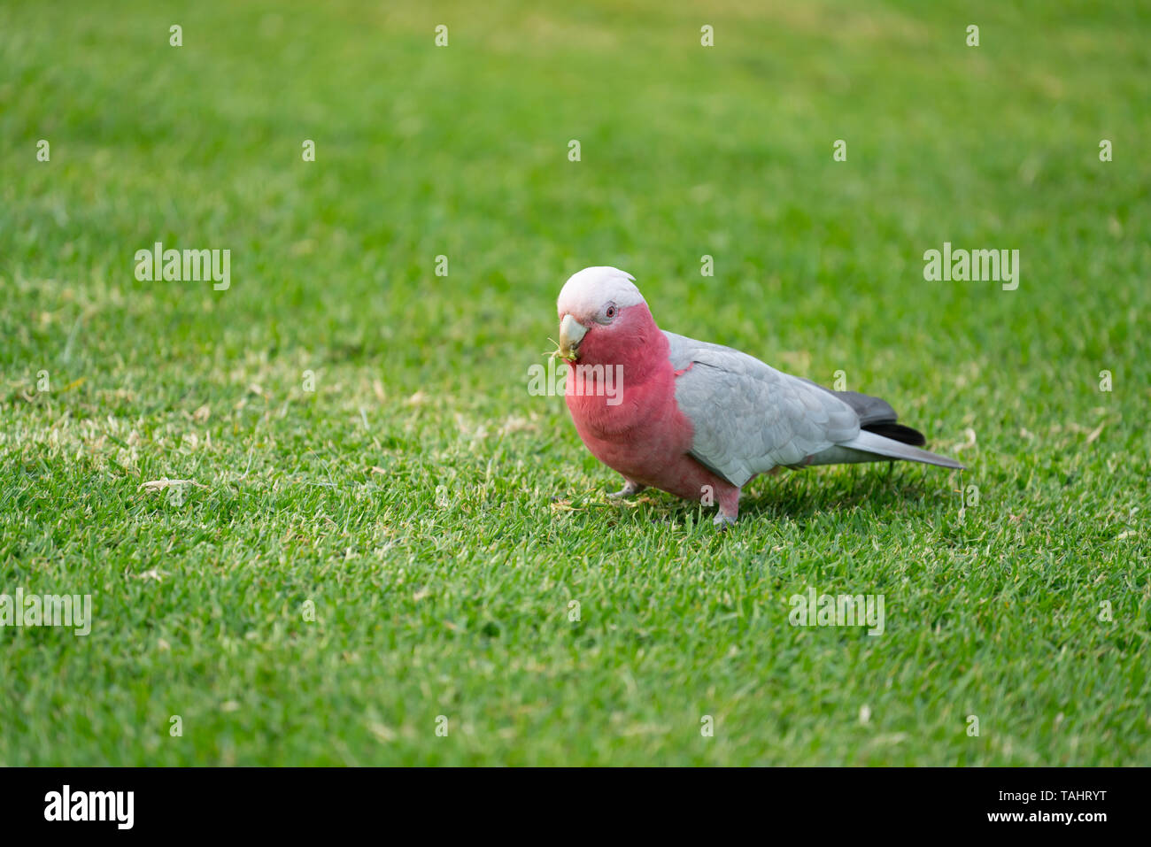 Wild australian galahs camminando sul verde del prato in cerca di cibo Foto Stock