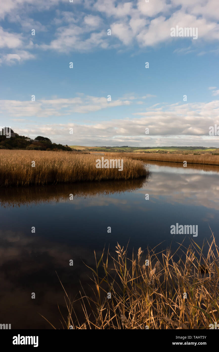 Fiume con colore dorato di erba a princetown wetland australia Foto Stock