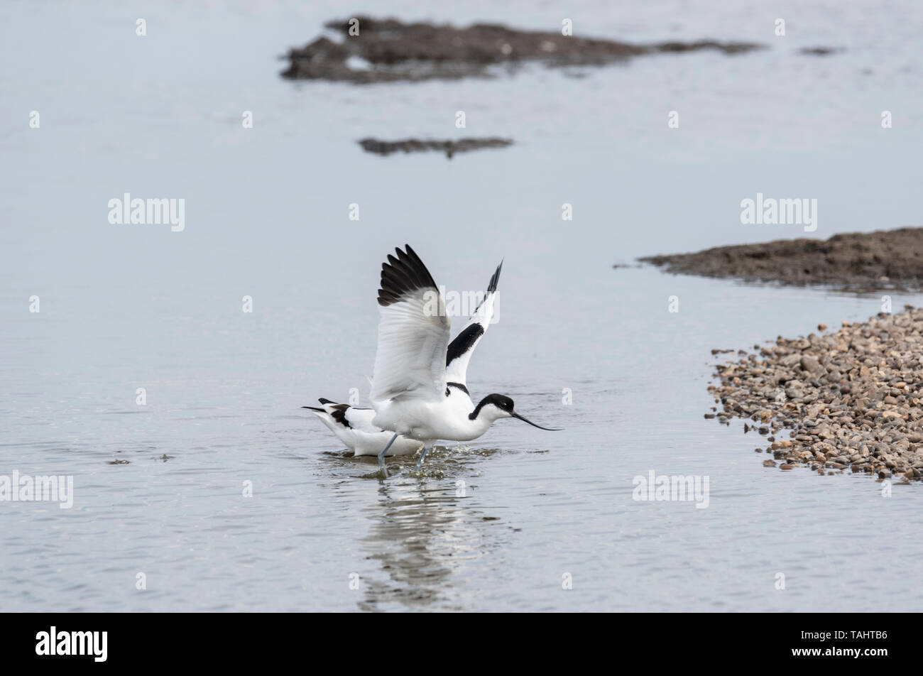 Avocet (Recurvirostra avosetta) mostrante l'aggressione di un altro Avocet Foto Stock