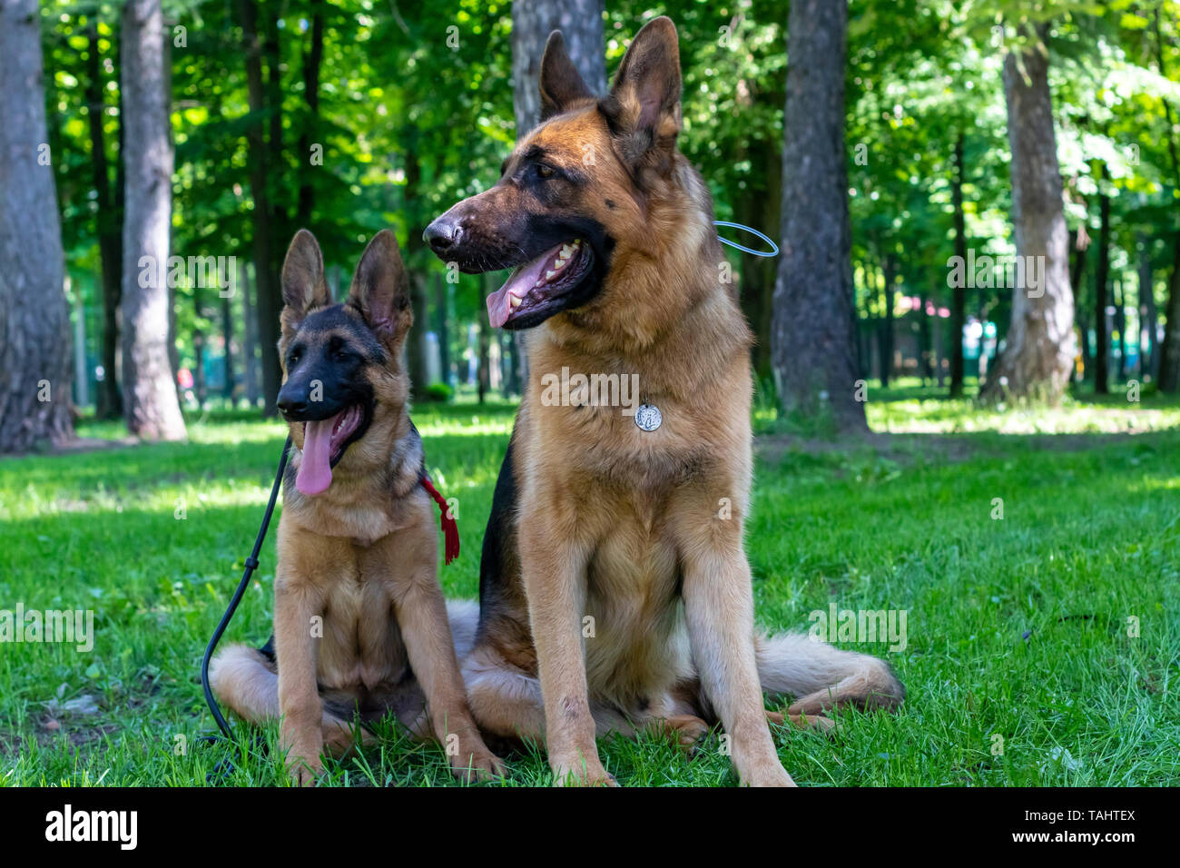 Cane di famiglia. Adulto con cucciolo. Pastore Tedesco Pet seduti sul prato verde con Tounge all'esterno. Bellezza pelo marrone i giovani e gli adulti curiosi Pet Sit e Loo Foto Stock