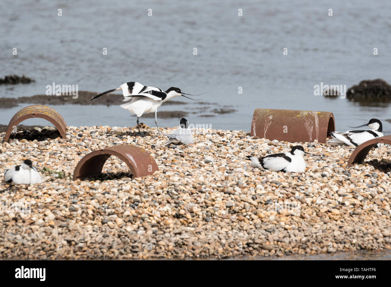 Avocet (Recurvirostra avosetta) mostrante l'aggressione di un comune Tern Foto Stock