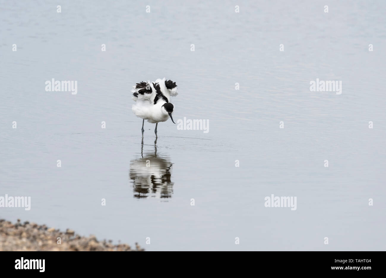 Avocet (Recurvirostra avosetta) arricciatura le sue piume Foto Stock
