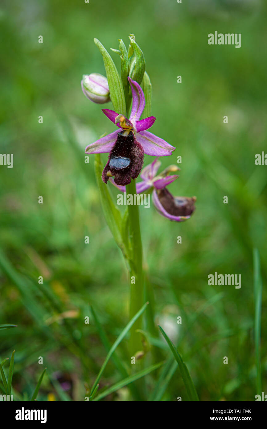 Fioritura di bertoloni bee orchid Foto Stock