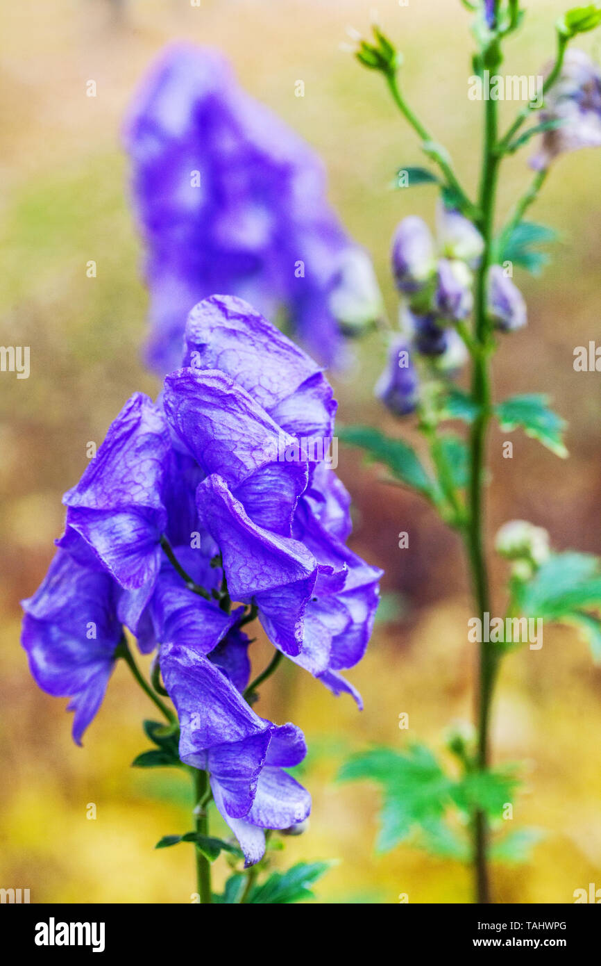 Blue Aconitum carmichaelii Arendsii Foto Stock