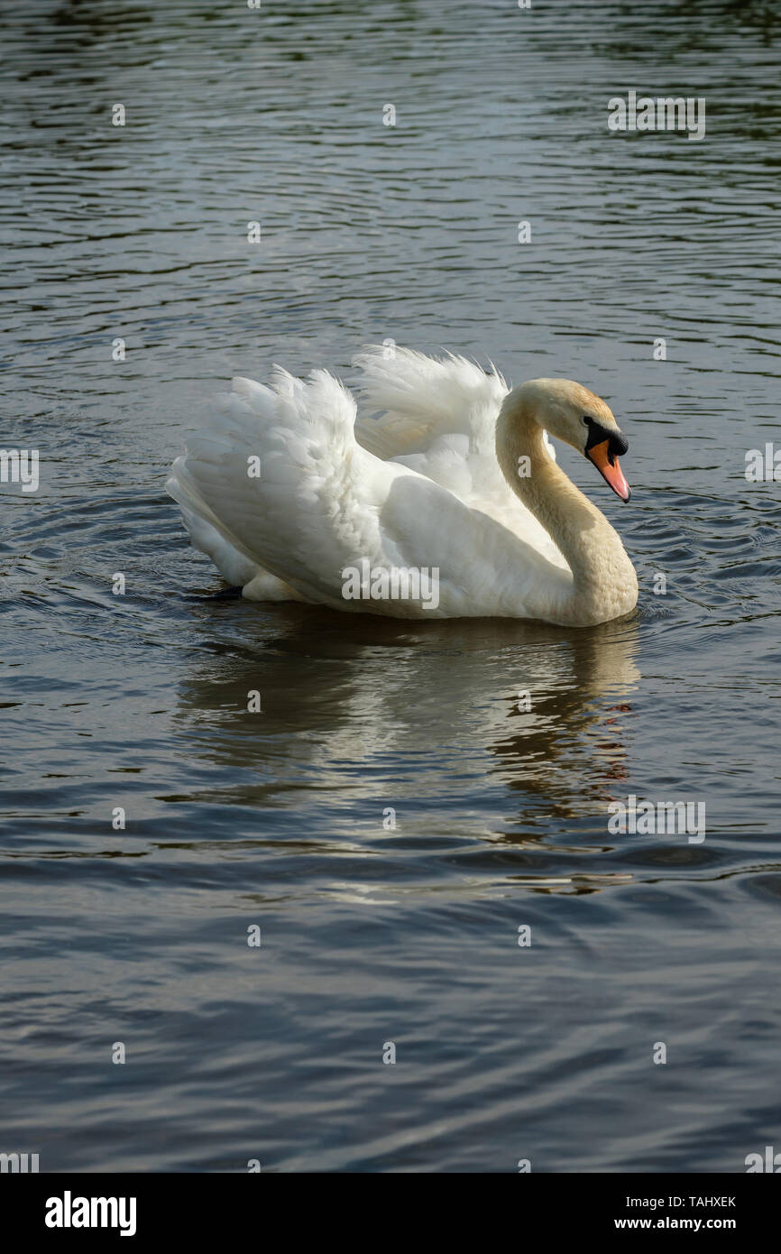 Cigno Cygnus olor cercando aggressivo stagno Beaulieu Beaulieu la New Forest Hampshire England Regno Unito Foto Stock