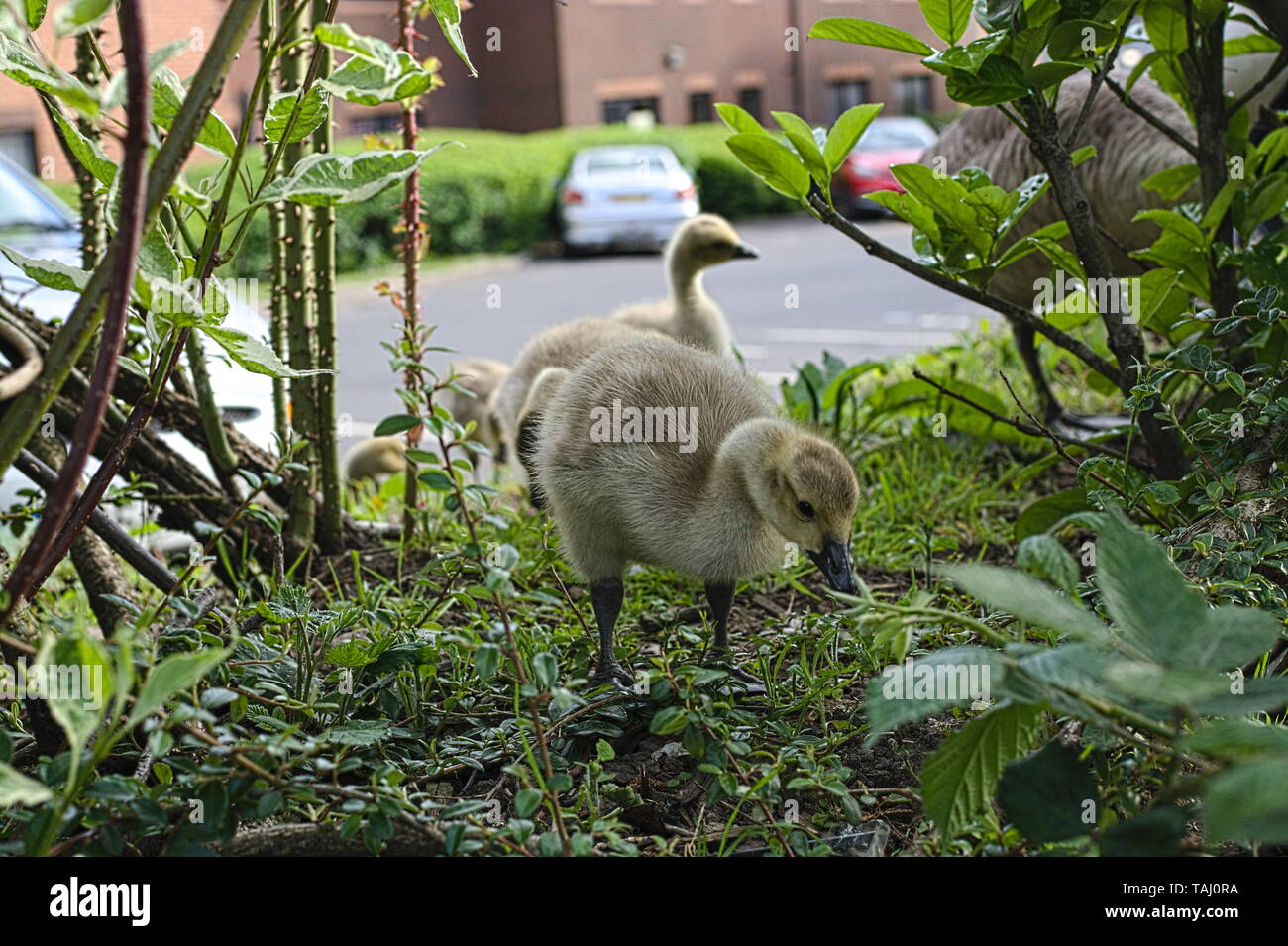 Baby anatre in città in cerca di cibo. Foto Stock