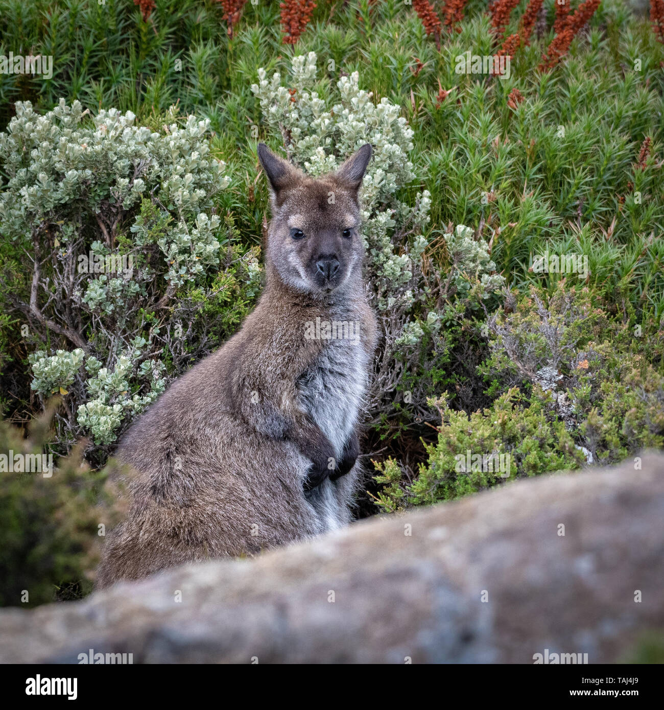 Il Bennett's Wallaby (Macropus rufogriseus), di Ben Lomond Park Foto Stock
