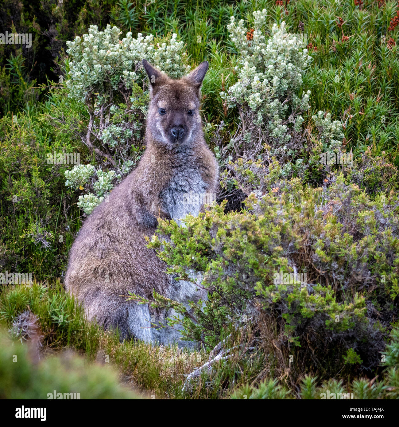 Il Bennett's Wallaby (Macropus rufogriseus), di Ben Lomond Park Foto Stock