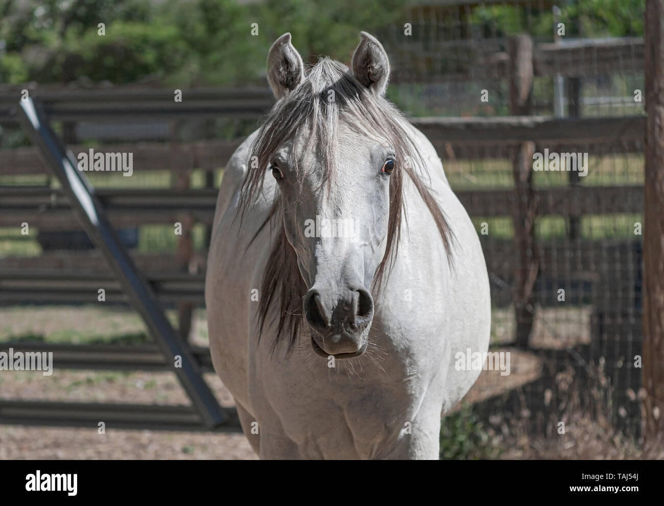 Colpo alla testa di un curioso wide-eyed Arabian Horse mare guardare dritto verso la fotocamera con un sfocata Aia Agriturismo in background Foto Stock