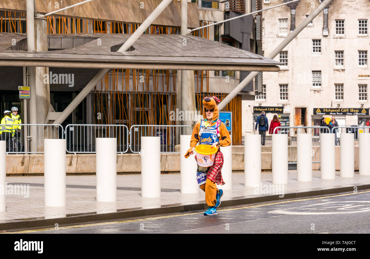 Holyrood, Edimburgo, Scozia, Regno Unito. 26 maggio 2019. Maratona di Edimburgo: Il maratoneta benefico SANDS vestito da Scooby Doo che raccoglie i costumi per cani e le donazioni passa davanti all'edificio del Parlamento scozzese in una giornata bagnata Foto Stock