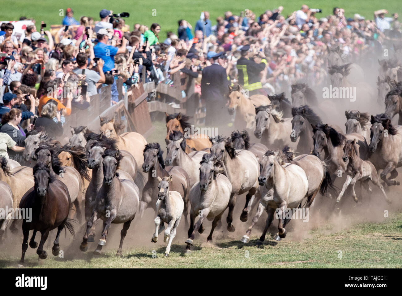 25 maggio 2019, Renania settentrionale-Vestfalia, Dülmen: cavalli selvaggi eseguiti nell'arena quando i cavalli selvatici sono catturati in Merfelder Bruch. Secondo l'organizzatore, 24 giovani stalloni sono stati separati dalla mandria nel tradizionale cavallo selvaggio pesca in Münsterland. Alcuni 15.000 visitatori guardato lo spettacolo in Merfelder Bruch riserva naturale nei pressi di Dülmen. Sempre sull'ultimo sabato di maggio il proprietario Rudolf Herzog von Croÿ ha giovani stalloni catturato. In caso contrario, il Wild Horse allevamento su 360 ettari sarebbe troppo grande. In aggiunta, il maschio animali sarebbero poi si feriscono in rango fig Foto Stock