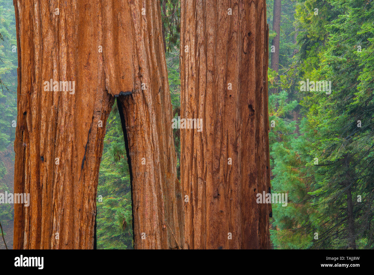 Struttura Clothspin, alberi di sequoia (Sequoiadendron giganteum), Mariposa grove, Yosemite NP, California, USA, da Bill Lea/Dembinsky Foto Assoc Foto Stock