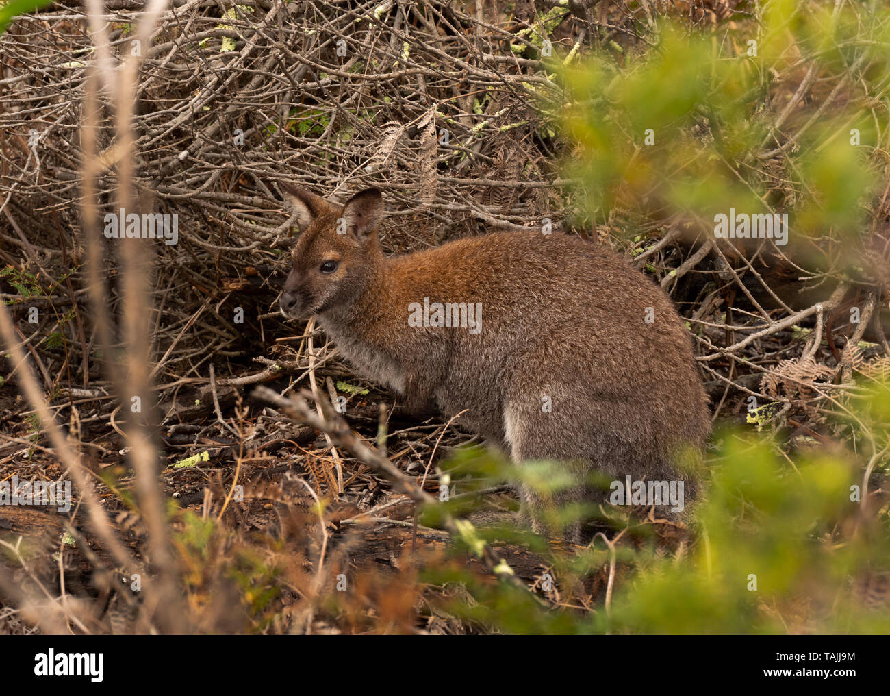 Bennetts Wallaby, Macropus rufogriseus rufogriseus, è trovato in Tasmania e sottospecie del rosso-un wallaby dal collo trovati sul continente australiano. Foto Stock