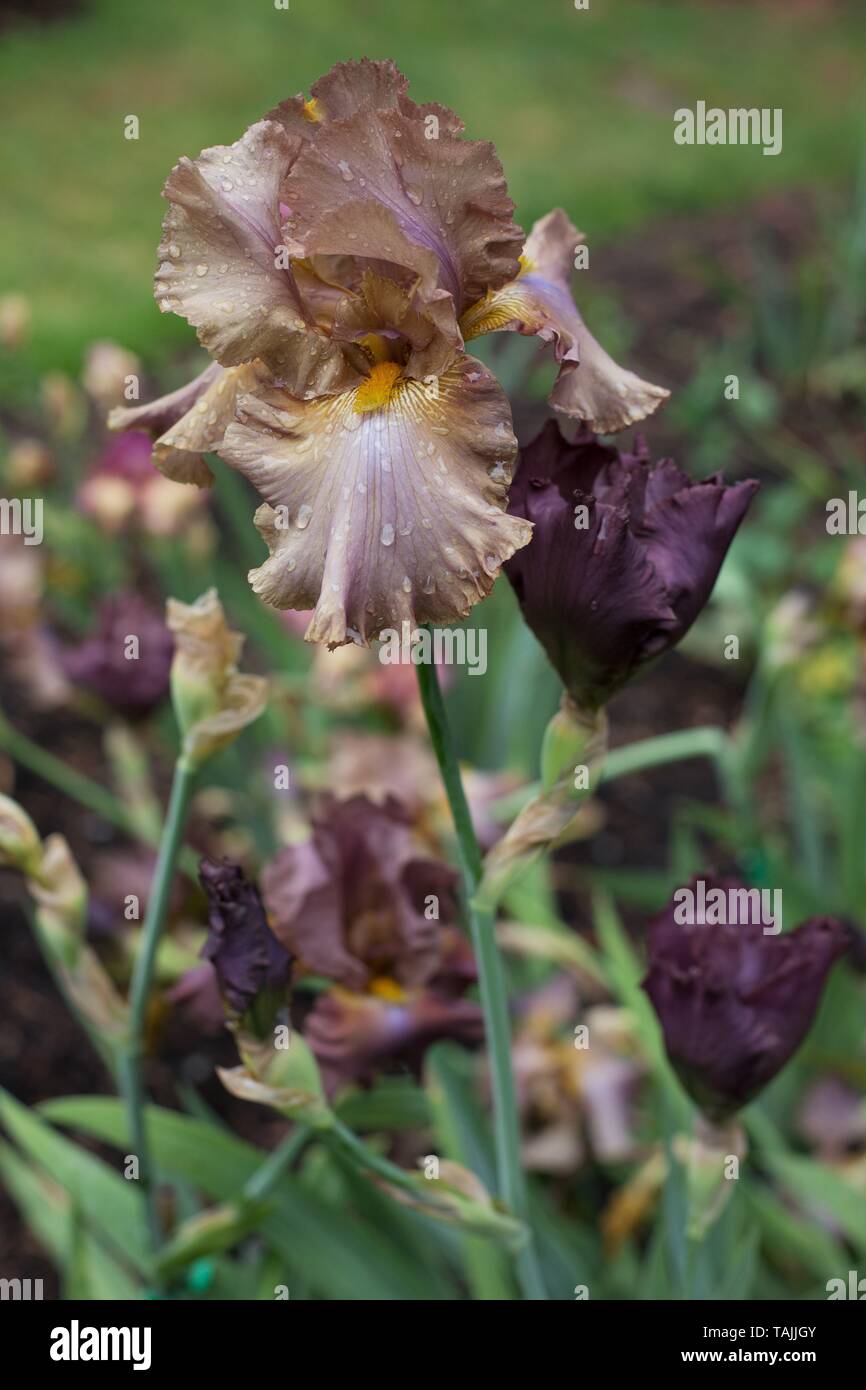 Iris 'centro città' marrone a Schreiner dell'iride giardini in Salem, Oregon, Stati Uniti d'America. Foto Stock