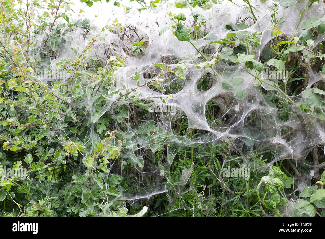 Tenda bruchi, fare tenda di seta su host di siepe Foto Stock