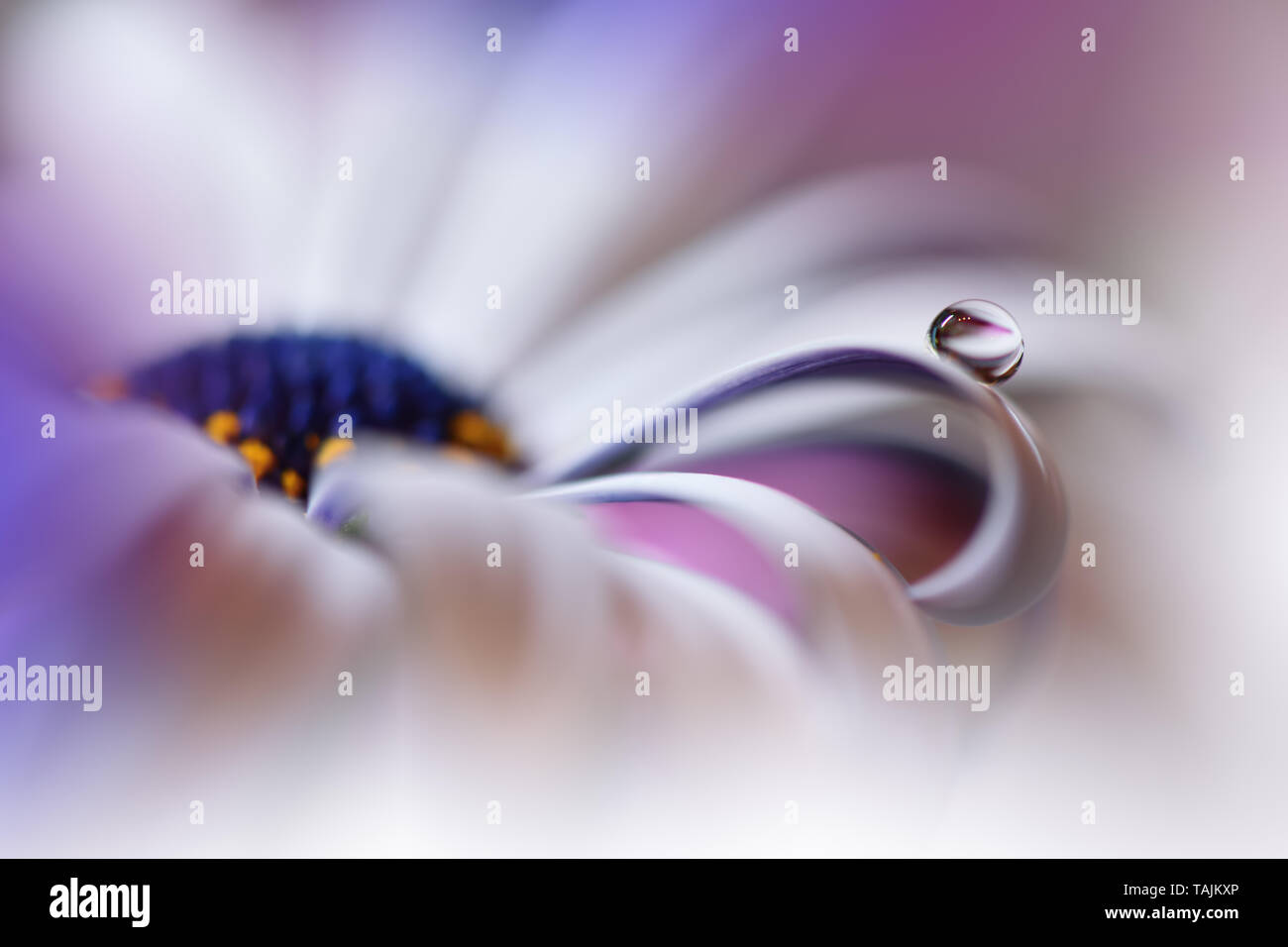 Bella viola la natura sfondo.colorato sfondo artistico.La fotografia macro.bellezza in natura.Creative arte floreale di Design.Osteospermum Flower.puro. Foto Stock