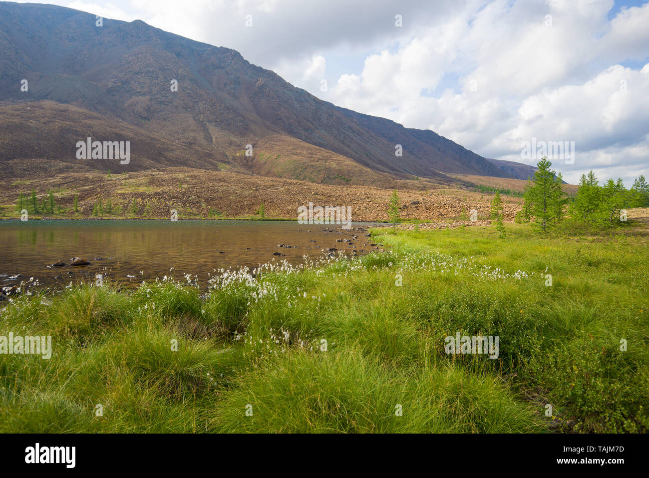 Agosto negli Urali polari. Yamalo-Nenets Distretto autonomo, Russia Foto Stock