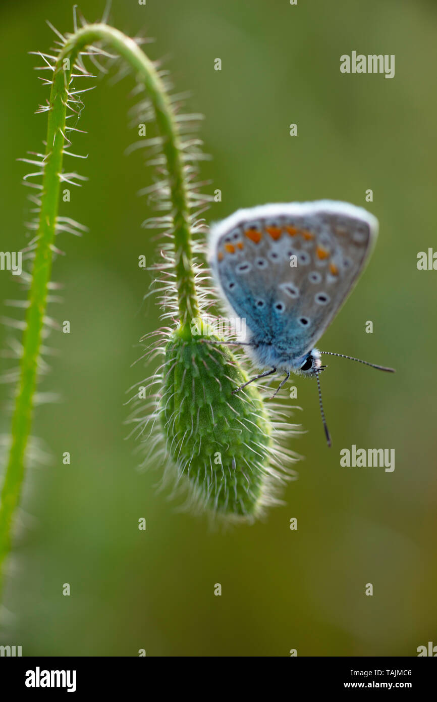 Maschio comune Blue Butterfly Polyommatus Icarus su papavero rosso germoglio Foto Stock