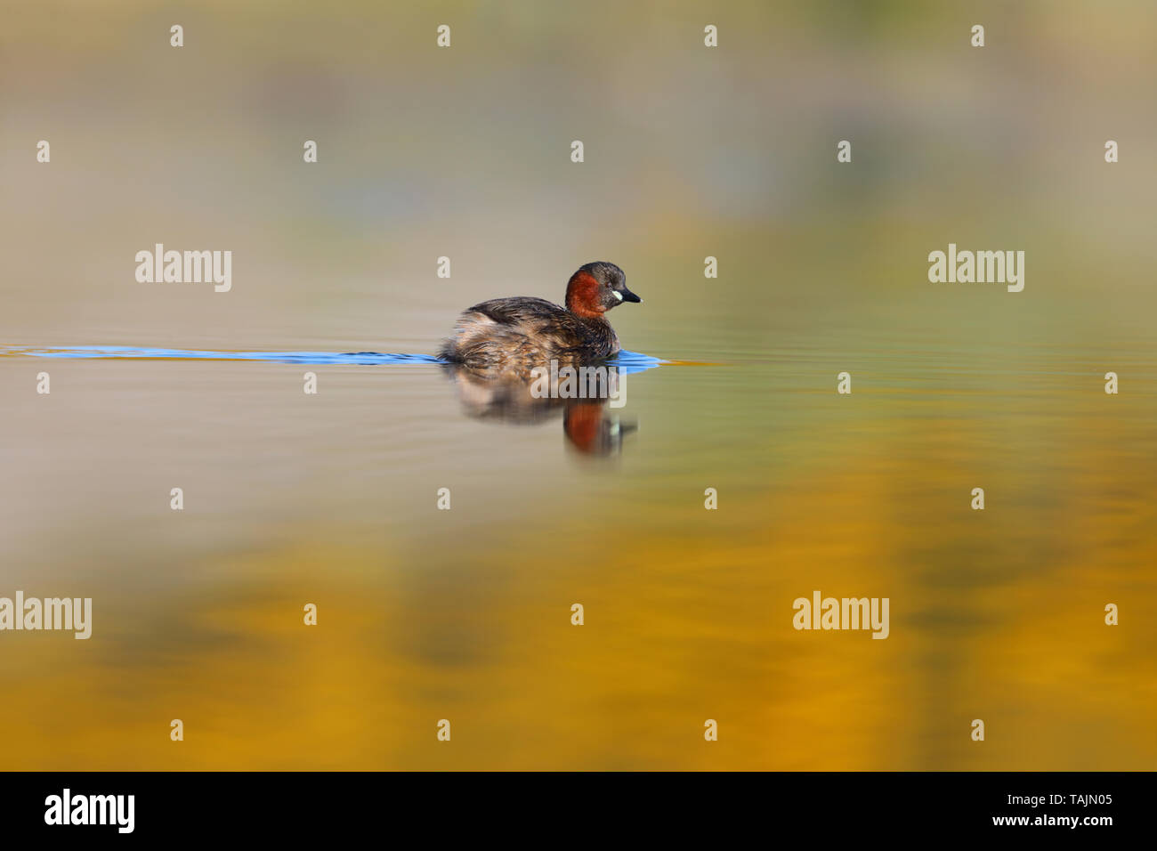 Un adulto piumaggio di allevamento Tuffetto (Tachybaptus ruficollis) su un lago nelle Midlands, England, Regno Unito Foto Stock