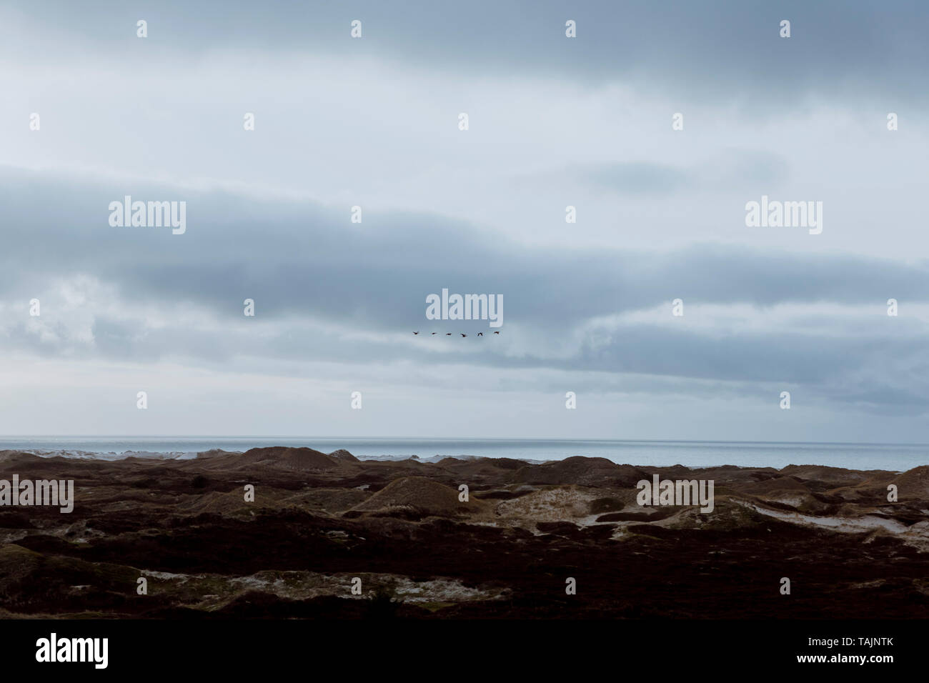 Bella atmosfera serale dell'isola di Amrum. Imponenti dune e moody, cielo nuvoloso. Il sole splende quasi attraverso e uccelli volano via. Nord Ven Foto Stock