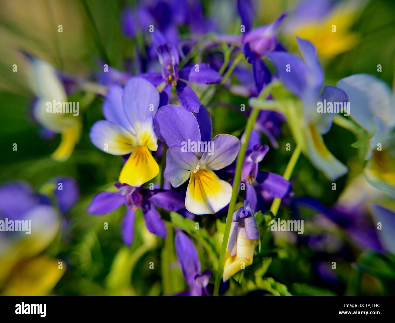 Close up wild pansy, Viola tricolore macro Foto Stock