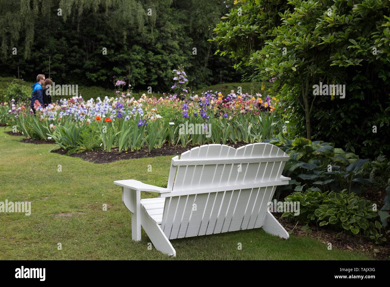 Un giovane a piedi attraverso un cerotto di iridi a Schreiner dell'iride giardini in Salem, Oregon, Stati Uniti d'America. Foto Stock