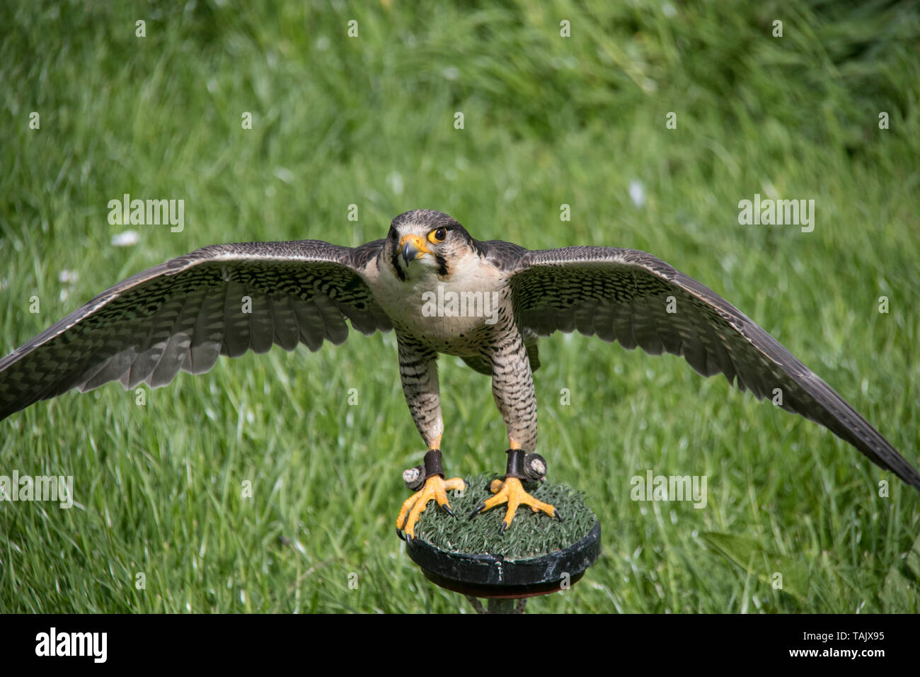 Falco pellegrino Foto Stock