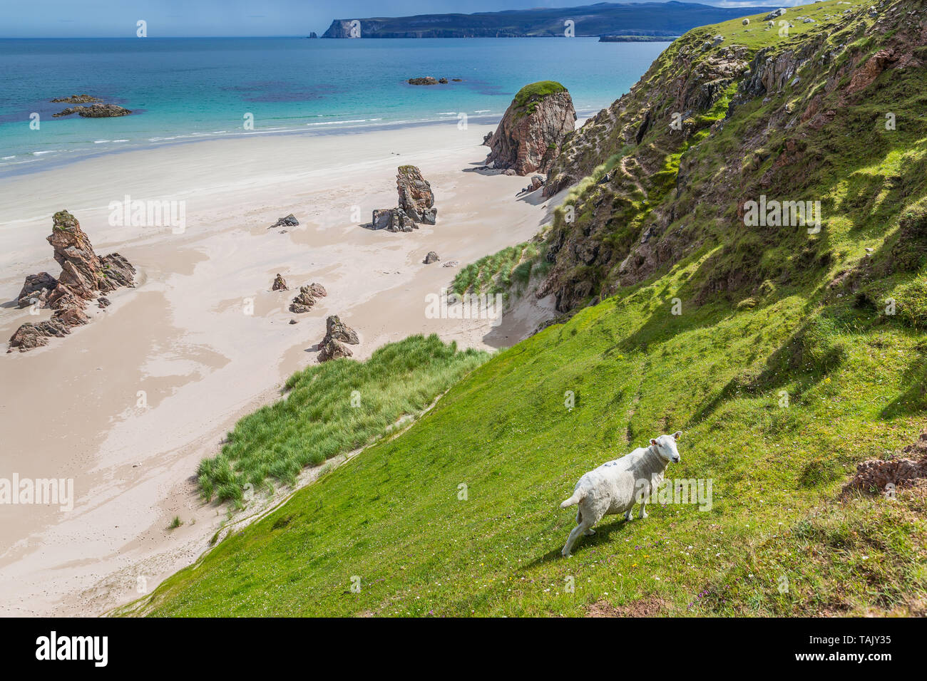 Pecore a Ceannabeinne sabbiosa spiaggia di Costa Atlantica vicino a Durness in Scozia Foto Stock