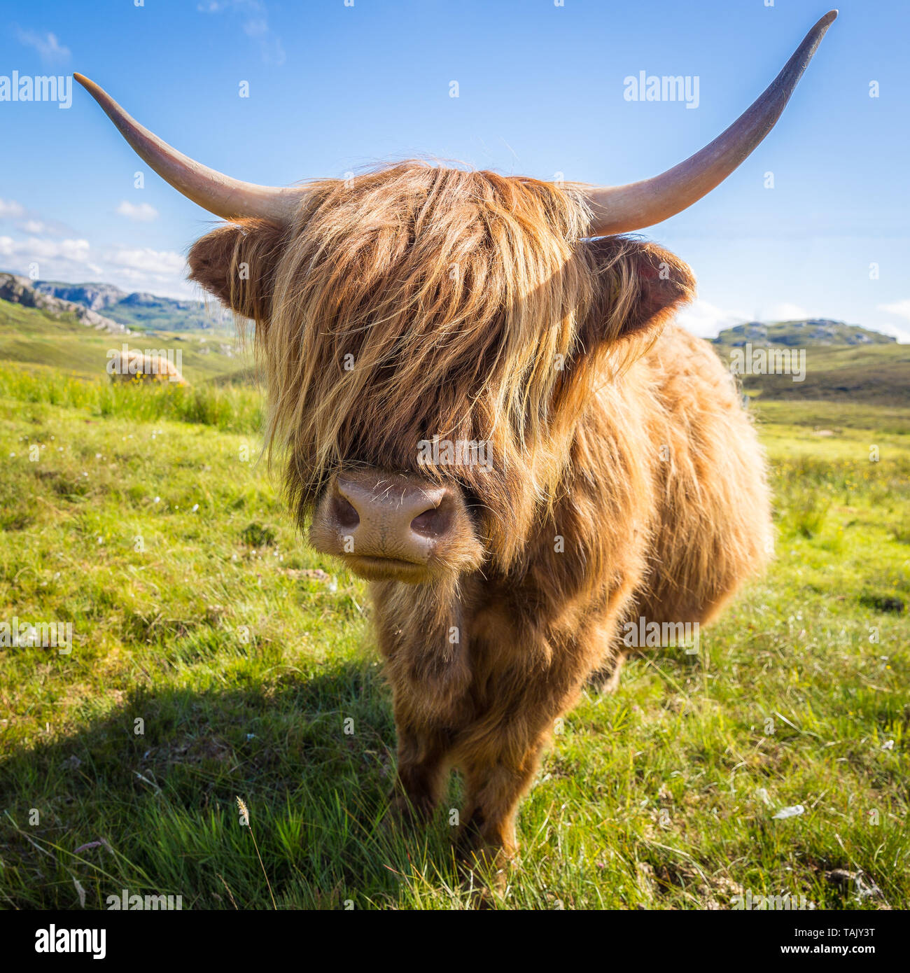 Scottish Highland Bull con capelli lunghi che ricopre la faccia Foto Stock