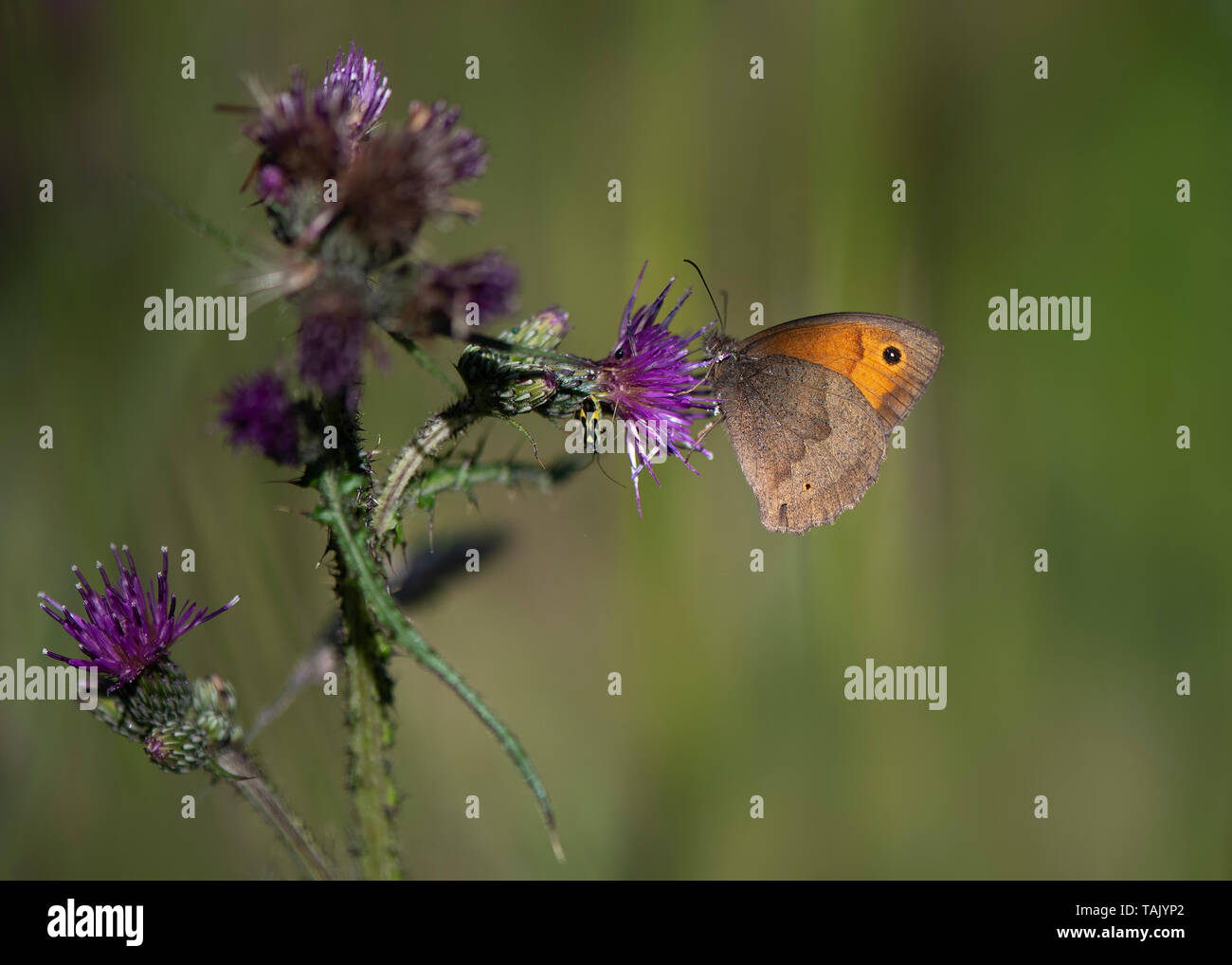 Small Heath, Mabie Forest, Dumfries Dumfries and Galloway, S W Scozia, Foto Stock