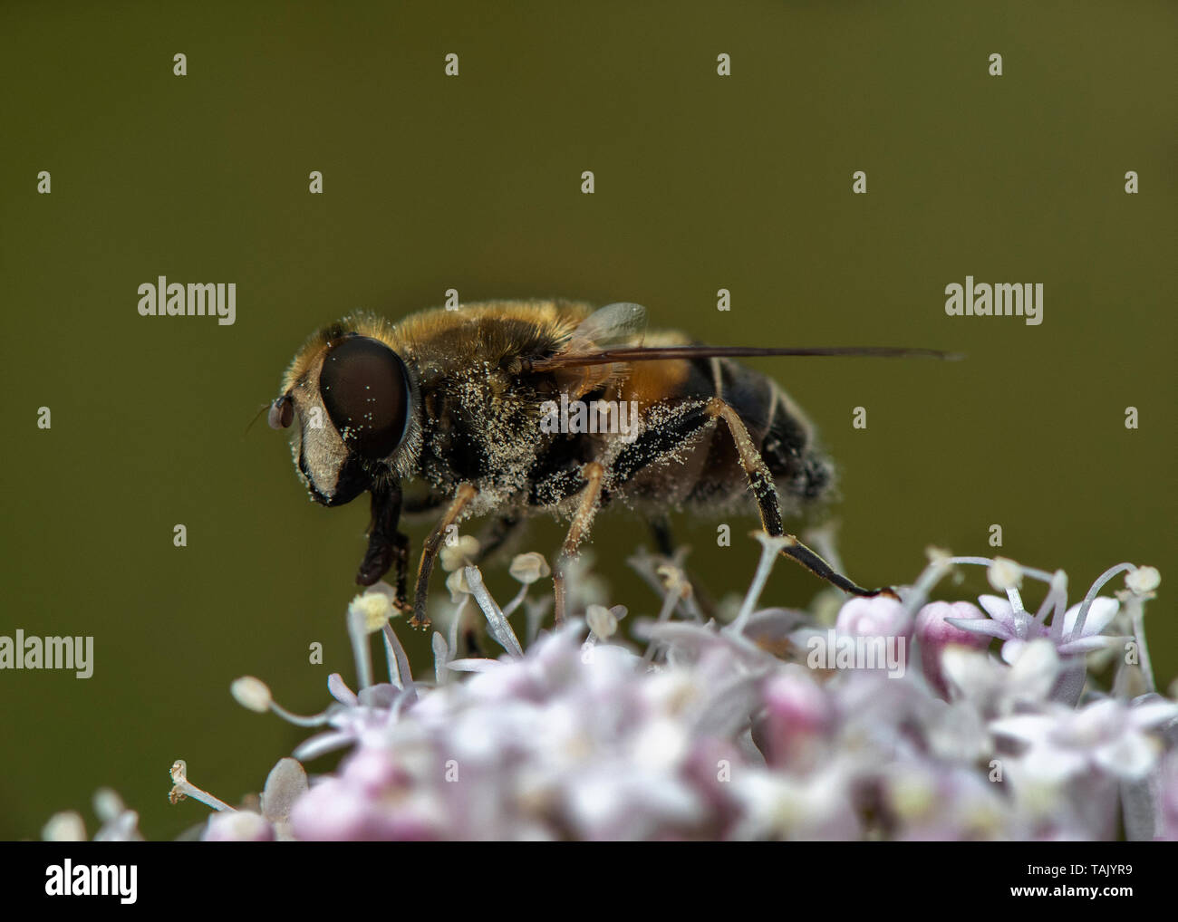 Hoverfly (Eristalis horticola), Dumfries Dumfries and Galloway, S W Scozia Scotland Foto Stock