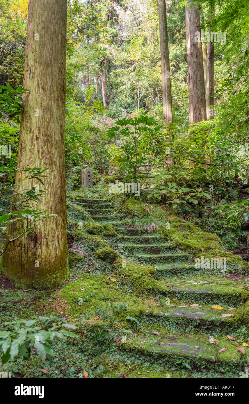 Antico percorso forestale al tempio Tokei-ji a Kamakura fondato nel 1285, Kanagawa, Giappone Foto Stock
