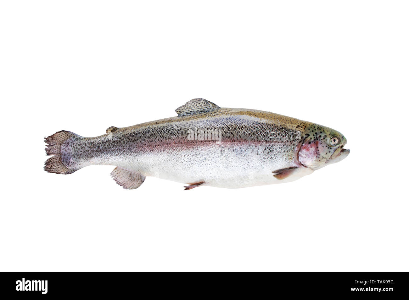 La trota iridea pesce o Oncorhynchus mykiss isolato su bianco Foto Stock
